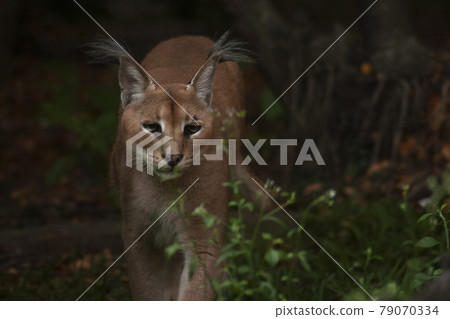 Photo of caracal in everning forest. Photo of caracal in everning forest. 79070334