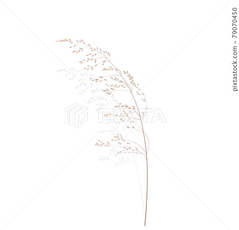 Vector stock illustration of meadow grass. Cream branch Wild dry herbal sways in the wind. Panicle feather flower head plumesstep. Soft pink color. Template for a wedding card. Vector stock illustration of meadow grass. Cream branch Wild dry herbal sways in the wind. Panicle feather flower head plumesstep. Soft pink color. Template for a wedding card. 79070450