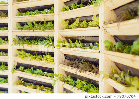 Wooden system of vertical urban farming and gardening technology. Organic vertical kitchen garden with greenery and herbs. Home planting and growing of food. Selective focus. Wooden system of vertical urban farming and gardening technology. Organic vertical kitchen garden with greenery and herbs. Home planting and growing of food. Selective focus. 79070704