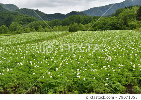 Photographing the scenery of a potato field where white flowers have begun to bloom in Otobe-cho, Hokkaido in early summer 79071355