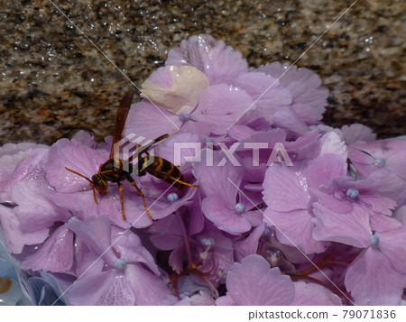 Hannyaji, a bee resting its wings in a hydrangea bucket 79071836