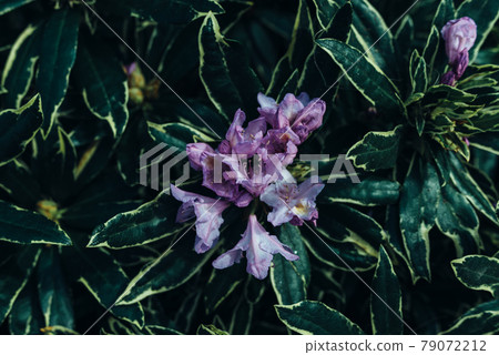 Flowers on a flowering bush. Plant, green leaves. summer natural background 79072212