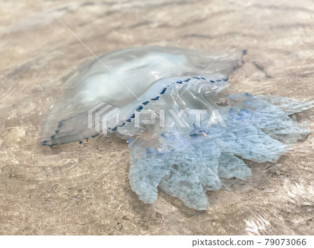 A large jellyfish swims on the seashore on a sunny clear day 79073066
