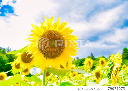 夏天的向日葵朝著太陽而去 夏天的向日葵朝著太陽而去 79073075
