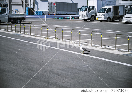 Black-tailed gull walking around the fishing port Black-tailed gull walking around the fishing port 79073084