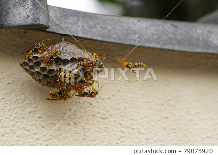 Making nests of Asian bee 79073920