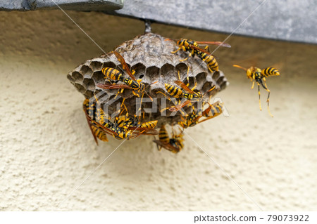 Making nests of Asian bee Making nests of Asian bee 79073922