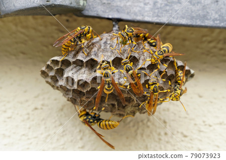 Making nests of Asian bee 79073923
