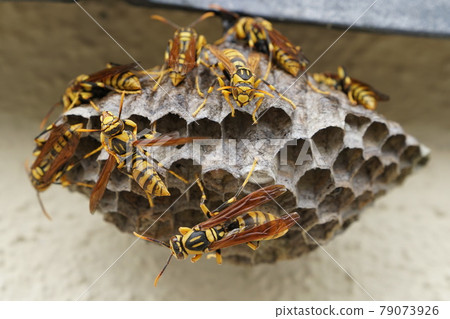 Making nests of Asian bee 79073926
