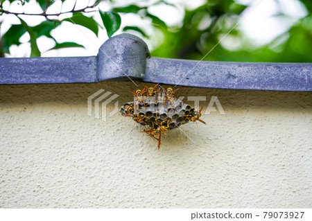 製作亞洲蜜蜂的巢 79073927