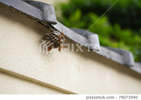 Making nests of Asian bee 79073940