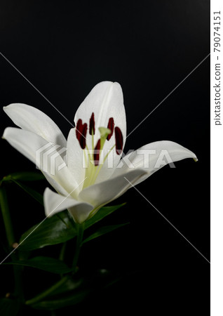 百合皇后卡薩布蘭卡微距拍攝 79074151