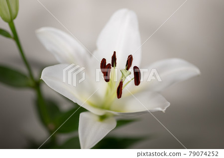 百合皇后卡薩布蘭卡 百合皇后卡薩布蘭卡 79074252