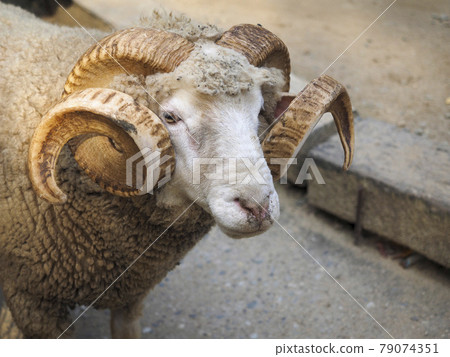 Sheep with long horns 79074351