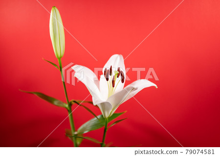 Lily Queen Casablanca red background 79074581