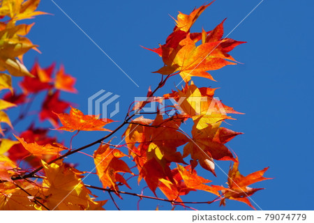 Blue sky and autumn leaves Blue sky and autumn leaves 79074779