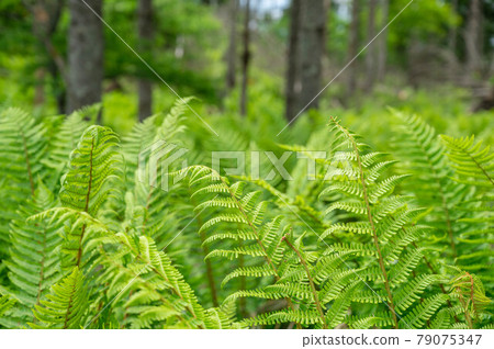 初夏山落葉松林dryopteris 初夏山落葉松林dryopteris 79075347