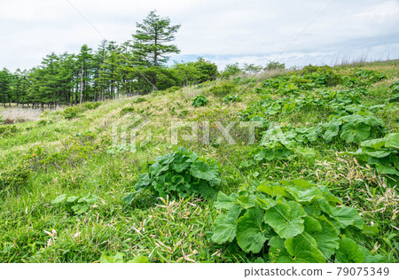 Leaves of Ligularia dentata that grow naturally in the mountains Leaves of Ligularia dentata that grow naturally in the mountains 79075349