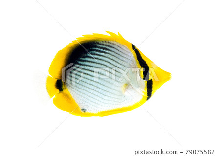 Blackback butterflyfish white background Blackback butterflyfish white background 79075582