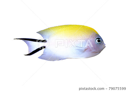 Yaito Yakko female white background Yaito Yakko female white background 79075599