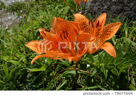 百合maculatum 百合maculatum 79075604