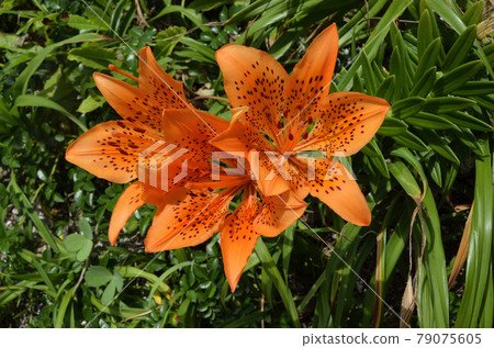百合maculatum 百合maculatum 79075605