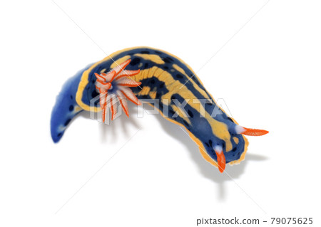 Hypselodoris white background 79075625