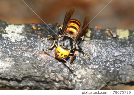 大虎頭蜂 79075759