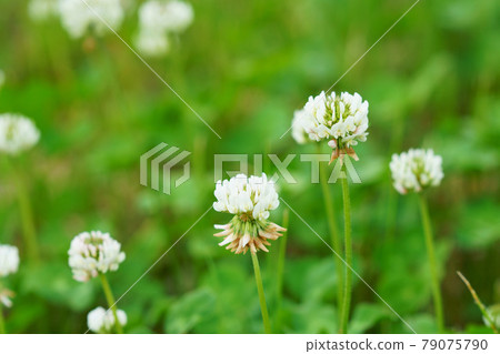 White clover on one side White clover on one side 79075790