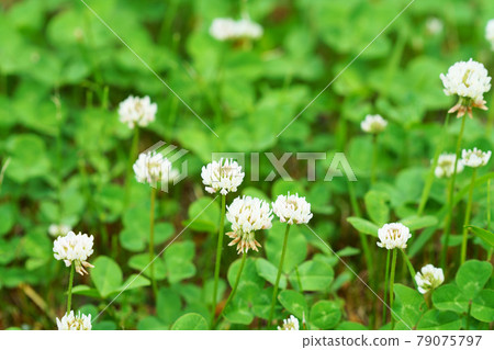 White clover on one side 79075797