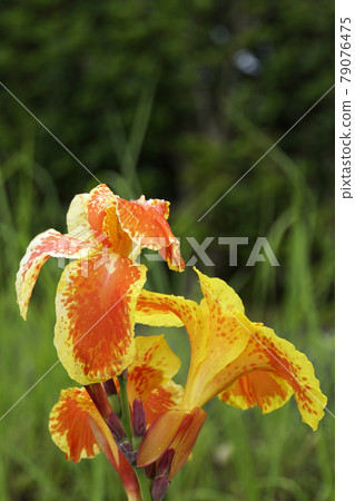 Yellow with orange pattern canna flowers 79076475