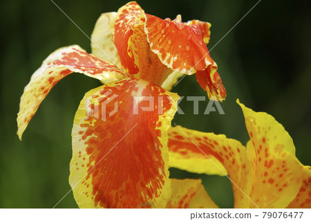 黃色與橙色圖案美人蕉花 黃色與橙色圖案美人蕉花 79076477