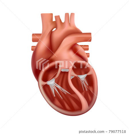 3d anatomy of the human heart. Anatomically correct realistic heart 3d anatomy of the human heart. Anatomically correct realistic heart 79077518
