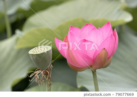一朵盛開在純潔心靈的蓮花 一朵盛開在純潔心靈的蓮花 79077669