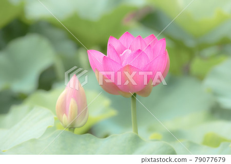 A lotus flower that blooms in a pure heart 79077679