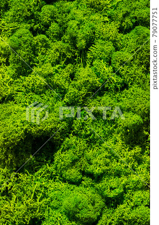 Beautiful green moss close up, reindeer moss texture background, abstract green wall decoration made of reindeer lichen Cladonia rangiferina 79077751