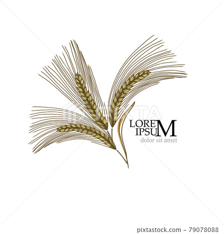 Ears of Wheat, Barley or Rye vector visual graphic icons, ideal for bread packaging, beer labels etc. Logo Vector illustration Ears of Wheat, Barley or Rye vector visual graphic icons, ideal for bread packaging, beer labels etc. Logo Vector illustration 79078088