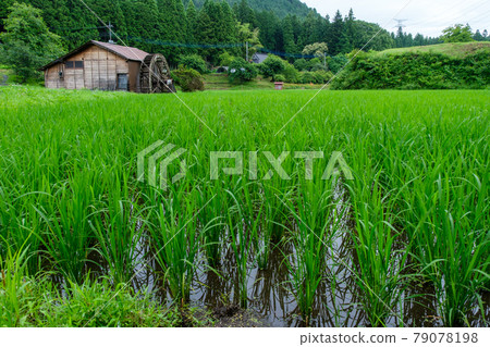 Sanaeda and water wheel 79078198