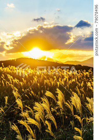 川內堀的芒草和夕陽的秋景[長崎縣平戶市] 79078496