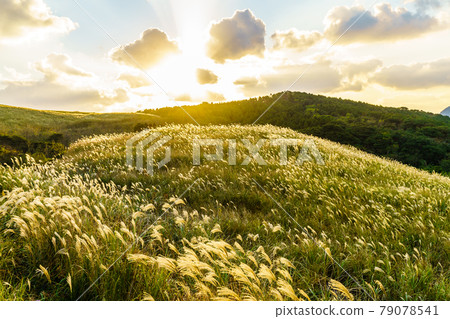 川內堀的芒草和夕陽的秋景[長崎縣平戶市] 79078541