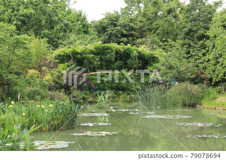 Monet's water lily pond 79078694