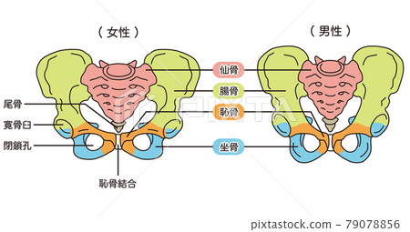 骨盆男性和女性骨盆 骨盆男性和女性骨盆 79078856