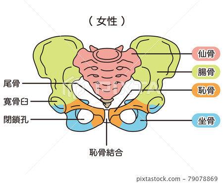 Pelvis Female pelvis 79078869