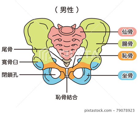 骨盆男性骨盆 79078923