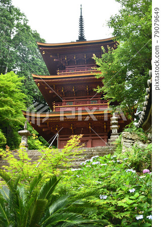 木屋山長明寺（重要文化遺產）和繡球花[滋賀縣近江八幡市長明寺町] 79079649