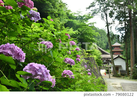 滋賀縣近江八幡市長命寺繡球花[滋賀縣近江八幡市長命寺町] 79080122