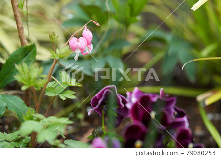 Lamprocapnos chinensis 可愛的心形花瓣 79080253