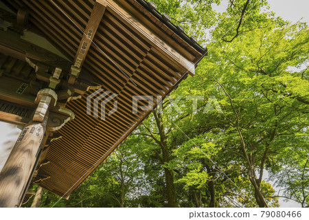 Jindaiji Temple, Fresh Green, Ukidakeyama Shorakuin, Apotropaic Magic 79080466