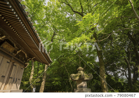 Jindaiji Temple, Fresh Green, Ukidakeyama Shorakuin, Apotropaic Magic Jindaiji Temple, Fresh Green, Ukidakeyama Shorakuin, Apotropaic Magic 79080467