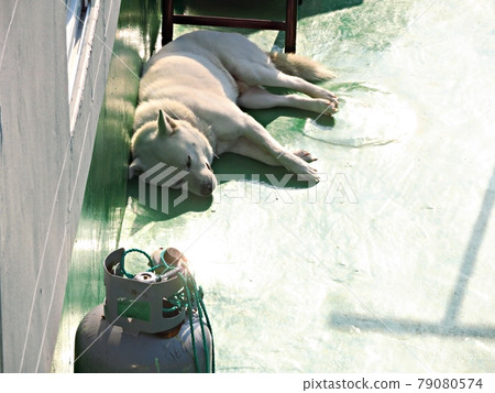 A napping dog A napping dog 79080574